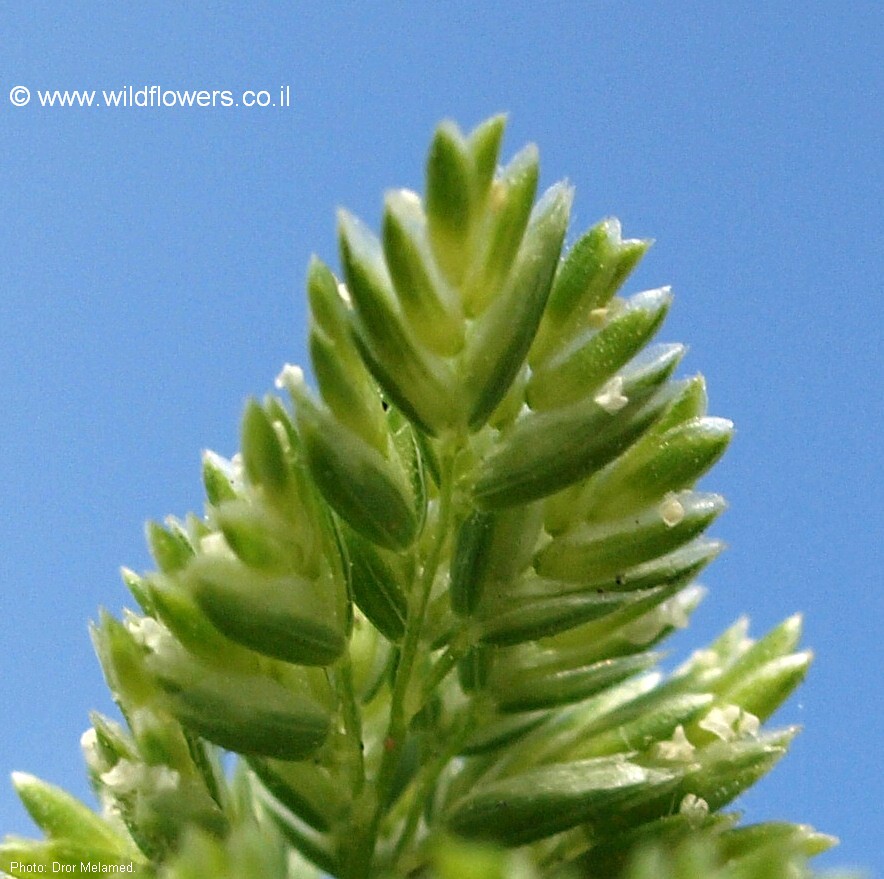 Rostraria obtusiflora